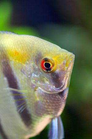 Red-eye Angelfish with silver and black and gold colors on blurred background, closeup, shallow DOFの写真素材