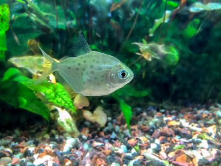 Tropical freshwater densely planted aquarium with Silver Dollar (Metynnis lippincottianus) swimming...