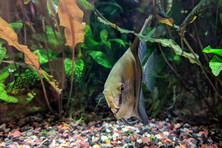 Angelfish hiding among vegetation at the bottom of densely planted tropical aquarium