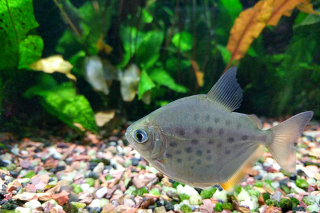 Silver Dollar fish (Metynnis lippincottianus) swimming in freshwater tropical densely planted...