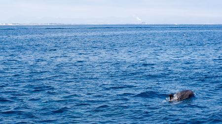 Dolphin swimming in open ocean waters near Ventura coast, Southern Californiaの写真素材