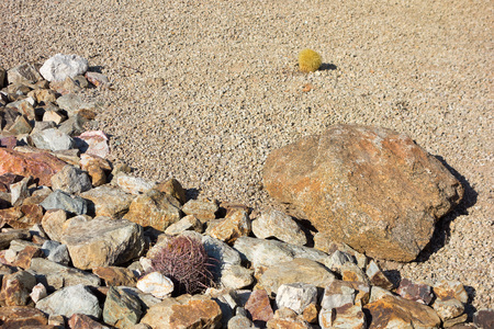 Desert landscaping with native drought tolerant cacti and natural boulder and rocks in Phoenix, Arizonaの写真素材