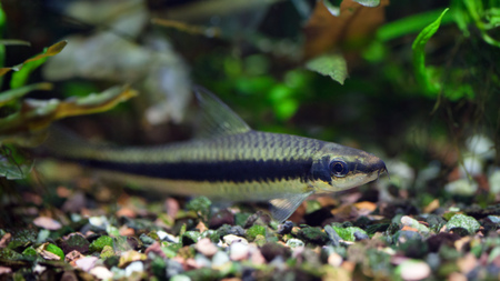 Docile Flying Fox fish in a densely decorate with live plants tropical aquarium; focus on a fish headの写真素材