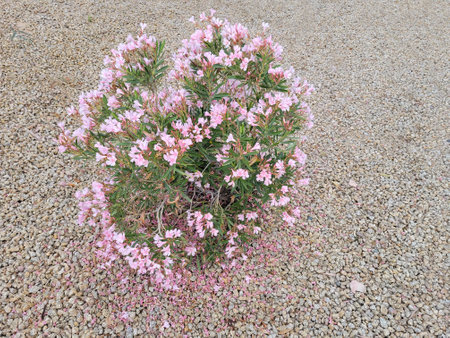 Arizona drought tolerant Dwarf Oleander or Nerium Petite Oleander with soft pink flowers in...