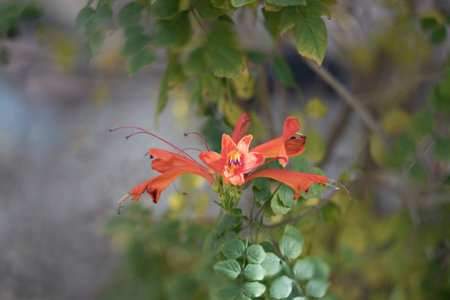 Closeup of flowering Arizona honeysuckle shrub in winter; shallow depth of field, dreamy smooth...