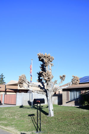 Arizona front yard with outdoor mailbox, heavily trimmed Ficus tree and green grass in winter
