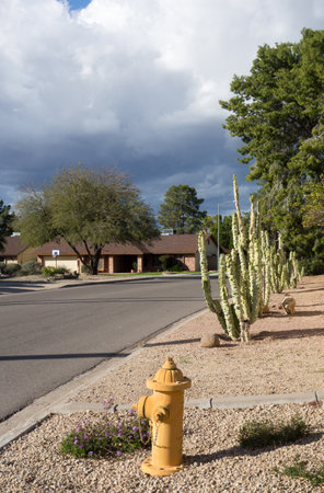 Yellow water hydrand on xeriscaped road side with Totem Pole cacti along with other drought tollerant plants and trees in Phoenix, Arizonaの写真素材
