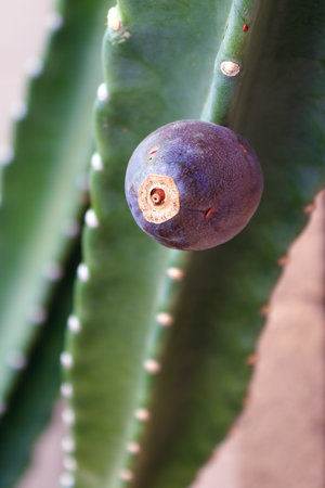 Ripe violet fruit of Cereus cactus attached to deep green thornless ribsの写真素材