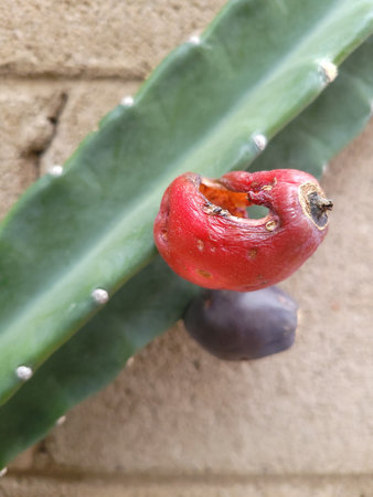 Ripe red and violet fruit of Cereus cactus attached to deep green thornless ribs (focus on a red fruit, shallow depth of field)の写真素材