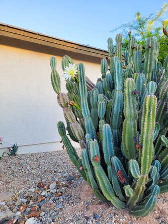 Arizona dusk-to-dawn night blooming Cereus cactus with opened white flower in the early morningの写真素材