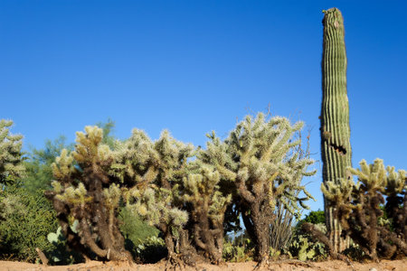 Xeriscaped roadside with Saguaro and Cylindropuntia fulgida, also known as jumping cholla, Arizonaの写真素材