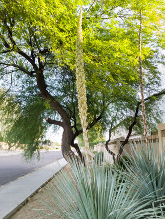 Mature Agave rosette with a large spike-like stem emerged from its center at xeriscaped roadside in Phoenix, Arizonaの写真素材