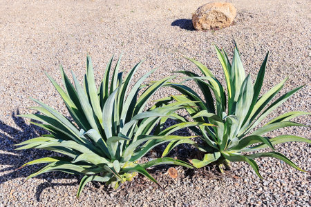 Arizona city desert style xeriscaped roadside with Agave, boulder and gravel on a warm winter morningの写真素材