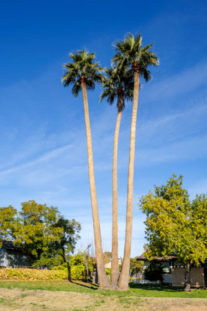Classic tall palm trio towering high above Phoenix residential neighborhood during warm Arizona winterの写真素材