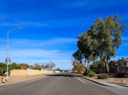 Warm and sunny winter morning in Arizona desert style xeriscaped residential street roadsides with drought tolerant shrubs and acacia treesの写真素材