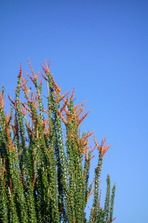 Arizona desert native wood-like semi-succulent Ocotillo, Fouquieria splendens, blooming with red flowers in early spring, copy spaceの写真素材