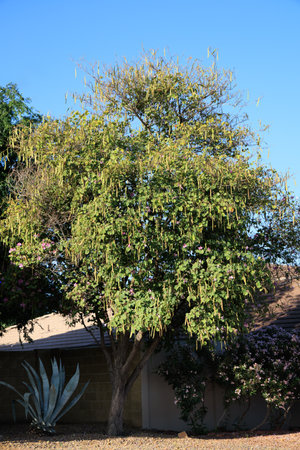 Large Bauhinia purpurea tree or Purple Orchid with flowers and hanging long seed pods in Arizona