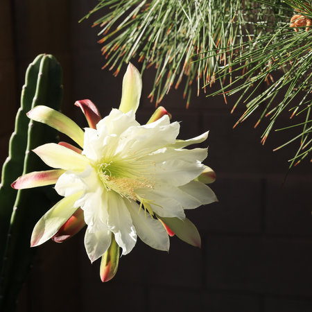 Arizona night blooming Cereus cactus with opened white flower in the early morning hoursの写真素材