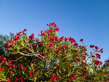 Blossoming with red flowers crown of drought tolerant Nerium Oleander during warm Arizona spring in Arizona; copy spaceの写真素材