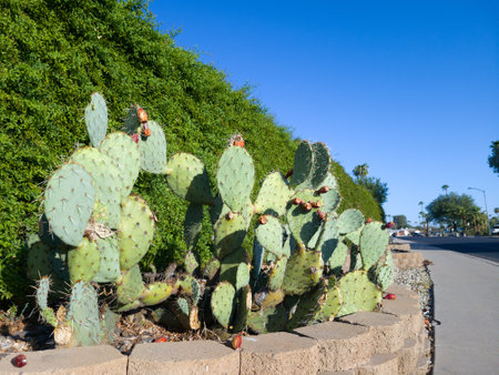 Desert prickly pear (Opuntia phaeacantha) in city xeriscaping along the road edge under green hedgeの写真素材