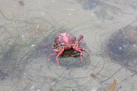 California crab exoskeleton in murky tidal water in Tourmaline or Old Man's Surfing Park along with seaweeds, San Diego, CAの写真素材