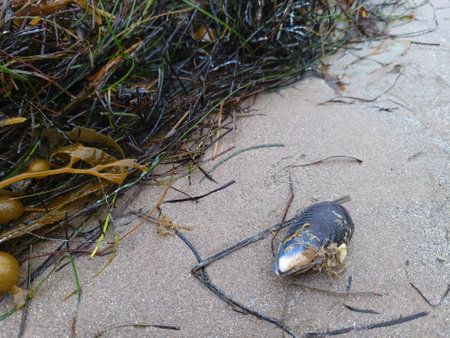 California mussel on wet sand with fresh washed out sea weeds after tide recededの写真素材