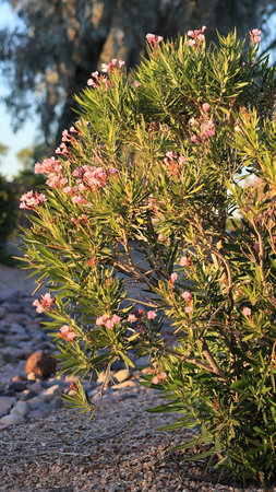 Arizona drought tolerant Dwarf Oleander or Nerium Petite Oleander with soft pink flowers in...
