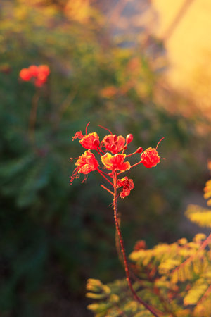 Close of a flowering Red Bird of Paradise (Caesalpinia pulcherrima) in a late Autumn evening in Phoenix, Arizona; shallow DOFの写真素材