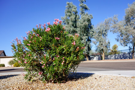Arizona drought tolerant Dwarf Oleander or Nerium Petite Oleander with soft pink flowers in...