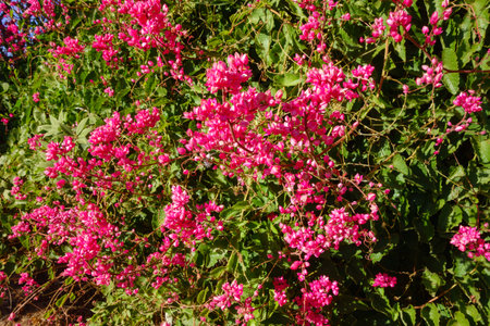 Closeup of flowering Queenâs Wreath also known as Coral Vine (Antigonon leptopus) in late afternoon autumn, nature backgroundの写真素材
