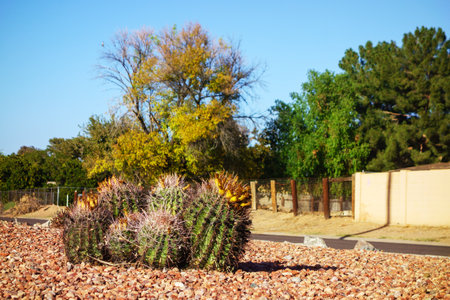 Arizona residential street corner with a tight cluster of thorny fishhook barrel columnar cacti used in city xeriscaping in Phoenixの写真素材