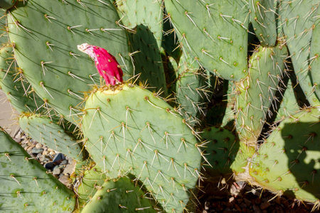 Closeup of Prickly Pear cactus with dangerously sharp spines and red fruit on top of its padの写真素材