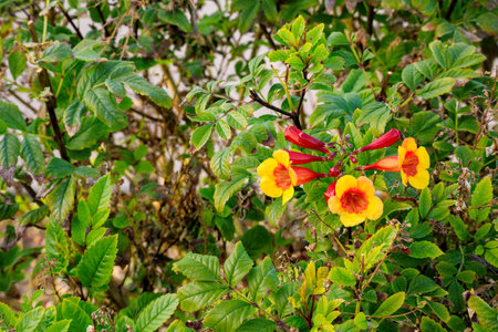 Closeup of Blooming drought tolerant sparky orange-red Tecoma during in Arizona in Autumnの写真素材