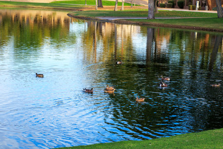 American wigeon ducks in breeding plumage swimming in Dos Lagos norther lake in autumn, Glendale, Arizonaの写真素材