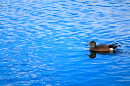 American wigeon duck in breeding plumage swimming in cool autumn lake waterの写真素材