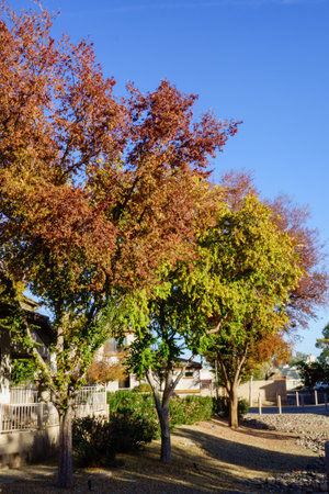 Bright color transitions from green to brown of tree crowns during warm autumn mornings along...