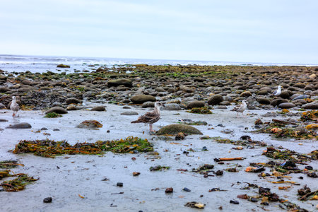 California western gulls foraging tidal sea basin full of shell fish and other ocean gifts, San Diego, CAの写真素材