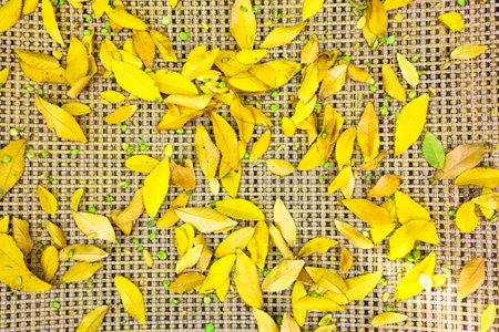 Bright yellow golden autumn leaves loosesly spread on cloth canvas, background or backdropの写真素材