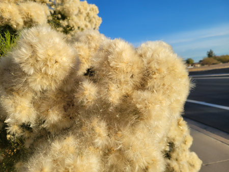 Closeup of Arizona native Desert Broom (Baccharis sarothroides), - beautifully attractive but...