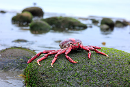 Bright red California crab exoskeleton on top of covered with with sea weeds boulder and distant rocks with seascape,  Tourmaline or Old Man's Surfing Park near San Diego, CAの写真素材