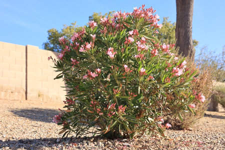 Desert style xeriscaped grounds with drought tolerant pink oleander or Nerium Petite Oleander...