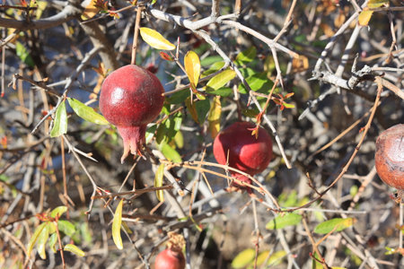 Closeup of dwarf pomegranate shrub with Red Fruits hanging from twigs during warm Arizona winter:  dwarf pomegranate shrubs used as ornamental plant in American Southwest along city streets.の写真素材