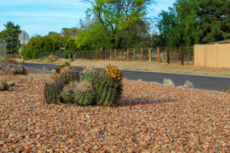 Arizona residential street corner with a tight cluster of thorny fishhook barrel columnar cacti used in city xeriscaping in Phoenixの写真素材