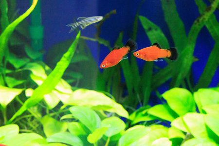 A couple of red wag platies fish swimming playfully over dense Anubis in a planted tropical aquarium