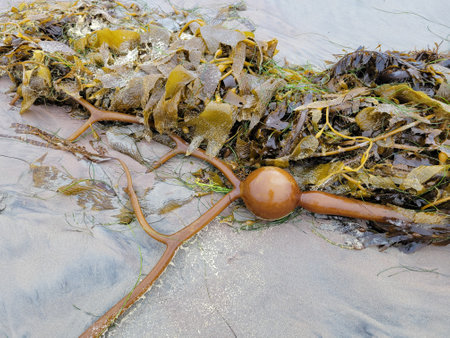 Brown Elk Kelp (Pelagophycus porra) gas filled bladder, serrated blades and stipe tubes laying on wet sand of Pacific Beach coast after a sea storm along with other green seaweeds, San Diego, Californiaの写真素材
