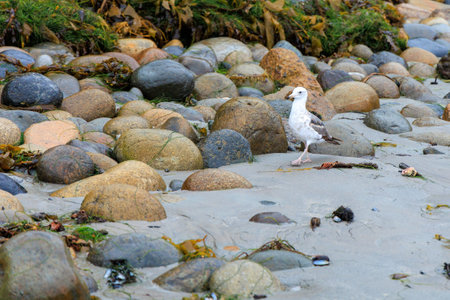California Gull, Larus californicus, checking for fresh seafood between rocks in tidal basin of Tourmaline Surf Park at North Pacific beach, San Diego, Californiaの写真素材
