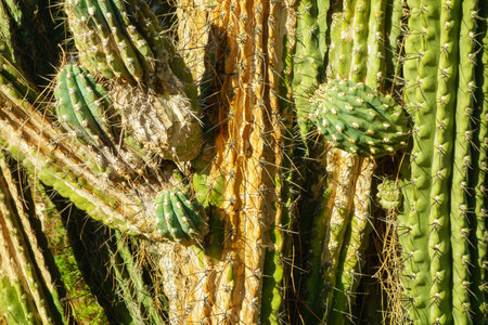 Branching mature Arizona Saguaro trunk with small offshoots and powerful spines around them, close...