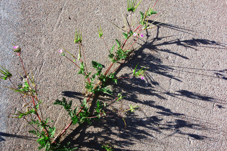 Pinweed or Erodium cicutarium, also known as redstem filaree, redstem stork bill over asphalt road verge on a warm spring morningの写真素材