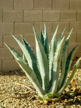 Blue Agave at xeriscaped desert style patch along solid block fenceの写真素材