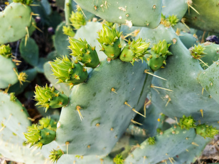Bright bluish-green Prickly Pear cactus oval cladodes pads with flower-like buds surrounded by long smooth needles of sharp woody spines and tiny hairlike prickles called glochids in early springの写真素材